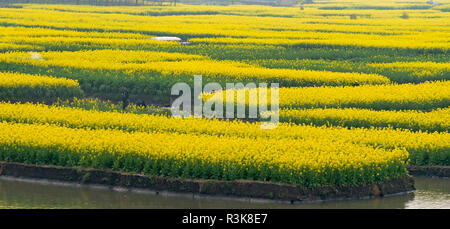 Thousand-Islet avec champs de fleurs de canola qui coule à travers les rivières, Xinghua, Province de Jiangsu, Chine Banque D'Images