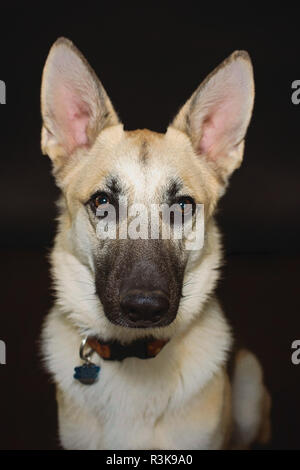 Studio Animaux Portrait d'une belle jeune berger allemand en Studio contre un fond noir. Banque D'Images