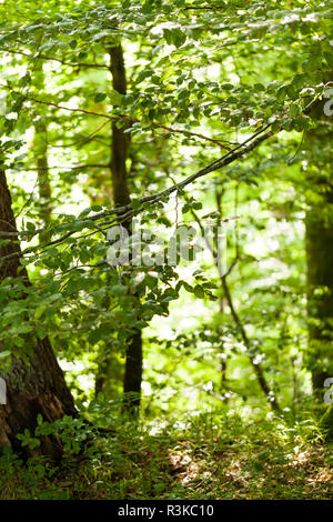 Soleil à travers les feuilles vertes de l'auvent d'un grand arbre à feuilles caduques en plein air dans les bois dans la nature Banque D'Images