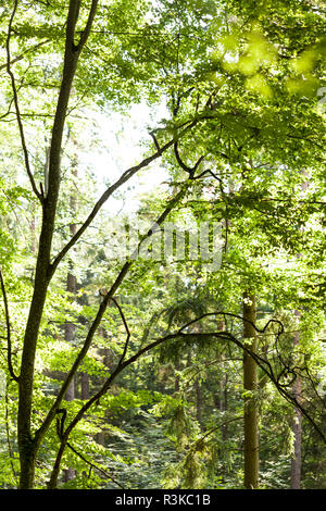 Soleil à travers les feuilles vertes de l'auvent d'un grand arbre à feuilles caduques en plein air dans les bois dans la nature Banque D'Images