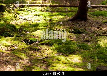 Soleil à travers les feuilles vertes de l'auvent d'un grand arbre à feuilles caduques en plein air dans les bois dans la nature Banque D'Images