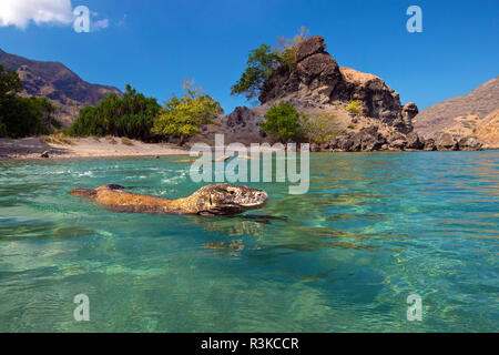 Les dragons de Komodo (Varanus komodoensis) natation fermer la plage de Rinca island, le Parc National de Komodo, l'île de Komodo, Indonésie Banque D'Images