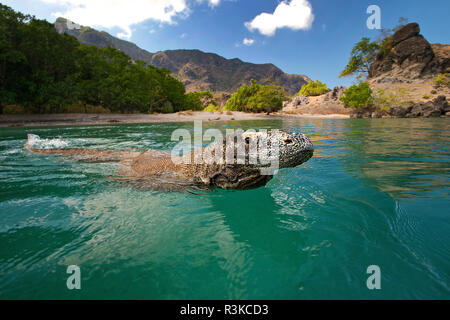 Les dragons de Komodo (Varanus komodoensis) natation fermer la plage de Rinca island, le Parc National de Komodo, l'île de Komodo, Indonésie Banque D'Images