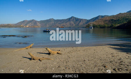 Les dragons de Komodo (Varanus komodoensis), à la plage de Rinca island, le Parc National de Komodo, l'île de Komodo, Indonésie Banque D'Images