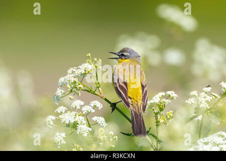 Libre d'un homme oiseau bergeronnette printanière de l'ouest (Motacilla flava) chanter dans wild masterwort Aegopodium podagraria lors d'une journée ensoleillée durant la saison du printemps. Banque D'Images