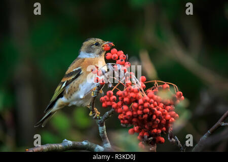 Libre d'un pinson du Nord Fringilla montifringilla, oiseaux, l'alimentation en plumage d'hiver baies orange de Sorbus aucuparia, également appelé rowan et mountain-comme Banque D'Images