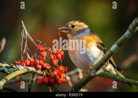 Libre d'un pinson du Nord Fringilla montifringilla, oiseaux, l'alimentation en plumage d'hiver baies orange de Sorbus aucuparia, également appelé rowan et mountain-comme Banque D'Images