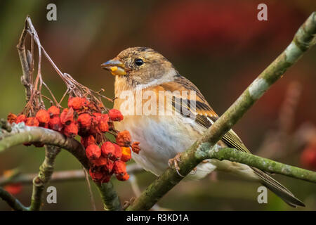 Libre d'un pinson du Nord Fringilla montifringilla, oiseaux, l'alimentation en plumage d'hiver baies orange de Sorbus aucuparia, également appelé rowan et mountain-comme Banque D'Images