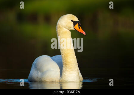 Cygne muet, Cygnus olor, nageant à la surface de l'eau bleu. C'est une journée ensoleillée aux couleurs de l'automne et un fond sombre. Banque D'Images