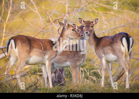 Trois Daims (Dama dama) fawn debout ensemble en saison d'automne. Le brouillard d'automne et les couleurs de la nature sont clairement visibles sur l'arrière-plan. Banque D'Images