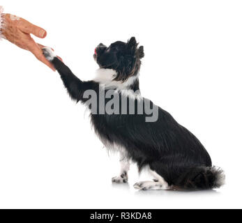 Peu chihuahua in front of white background Banque D'Images