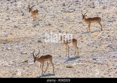 Groupe d'impalas à face noire, Aepyceros melampus petersi, tenez-vous dans le désert rocheux du parc national Etosha, Namibie. Banque D'Images