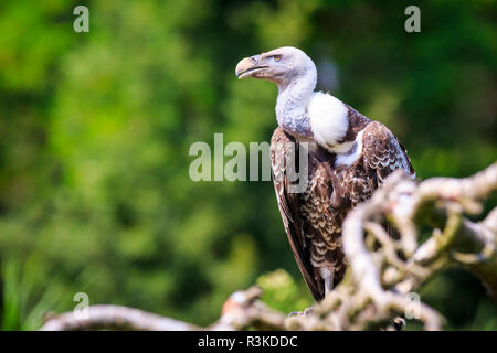 Gros plan d'un naturel Ruppell's griffon vulture Gyps rueppellii oiseau de proie perché sur une branche d'une forêt verte Banque D'Images