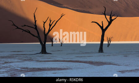 La silhouette des arbres morts, à Deadvlei Sossusvlei, Namibie Banque D'Images