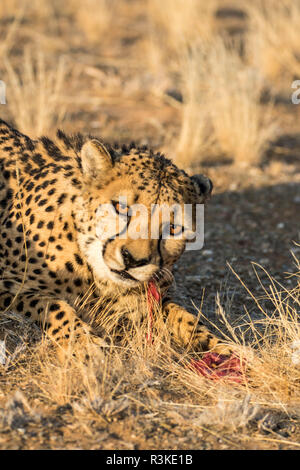 L'Afrique, la Namibie, Keetmanshoop, Cheetah au Quiver Tree Forest Rest Camp Banque D'Images