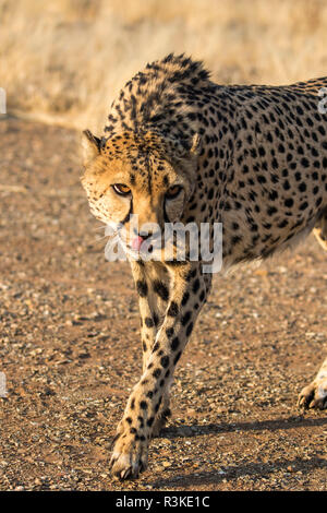 L'Afrique, la Namibie, Keetmanshoop, Cheetah au Quiver Tree Forest Rest Camp Banque D'Images