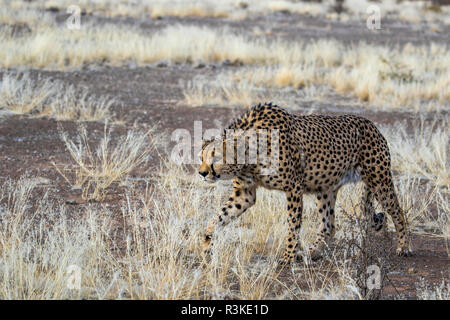 L'Afrique, la Namibie, Keetmanshoop, Cheetah au Quiver Tree Forest Rest Camp Banque D'Images