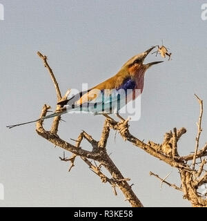 Parc National d'Etosha, Namibie, Afrique, Lilac-breasted Roller renversant une sauterelle dans sa bouche. Modifié numériquement l'image. Banque D'Images