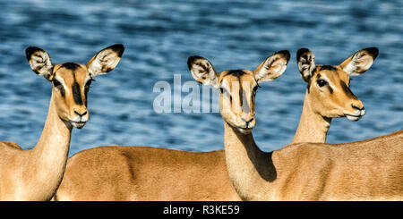 Parc National d'Etosha, Namibie, Afrique. Trois Impala à face noire près d'un trou d'eau. Banque D'Images