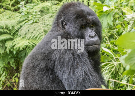 L'Afrique, Rwanda, District de Musanze, Volcanoes National Park, Ruhengeri, Kinigi. Gorilla beringei beringei,, gorille de montagne. Banque D'Images