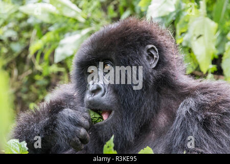 L'Afrique, Rwanda, District de Musanze, Volcanoes National Park, Ruhengeri, Kinigi. Gorilla beringei beringei,, gorille de montagne. Banque D'Images