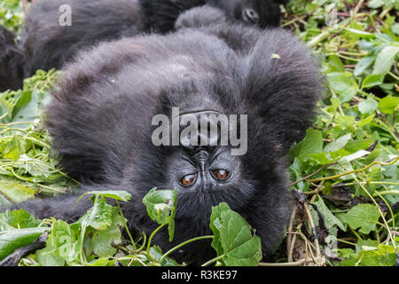 L'Afrique, Rwanda, District de Musanze, Volcanoes National Park, Ruhengeri, Kinigi. Gorilla beringei beringei,, gorille de montagne. Banque D'Images