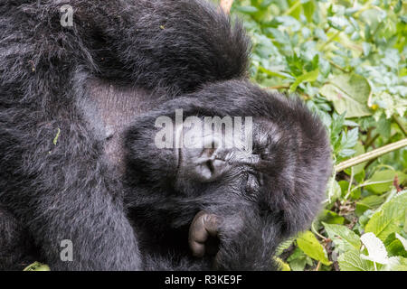 L'Afrique, Rwanda, District de Musanze, Volcanoes National Park, Ruhengeri, Kinigi. Gorilla beringei beringei,, gorille de montagne. Banque D'Images