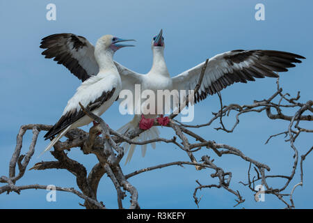 Les Seychelles, de l'Océan Indien, Aldabra, Cosmoledo Atoll. Colonie de nidification d'oiseaux importantes. Paire de fous à pieds rouges (Sula sula) Banque D'Images