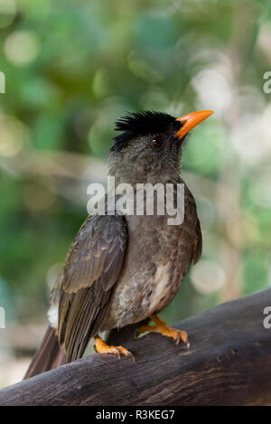 Seychelles, Praslin. Réserve naturelle de la vallée de Mai, Seychelles bulbul (Hypsipetes crassirostris) Banque D'Images