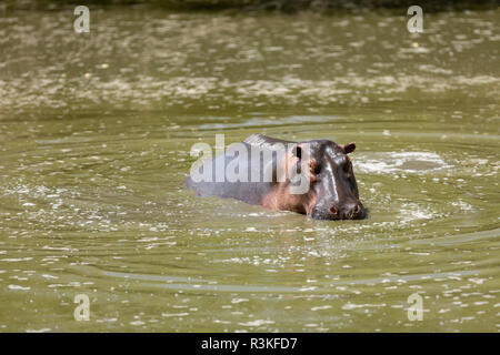 Hippopotame (Hippopotamus amphibius) reposant dans l'eau verte de la rivière Grumeti, Tanzanie Banque D'Images
