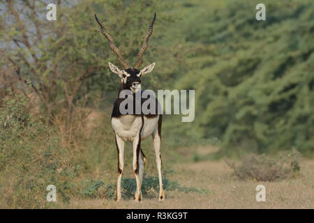 Antilope Antilope cervicapra (indien) ou Blackbuck Homme Close-up. Banque D'Images