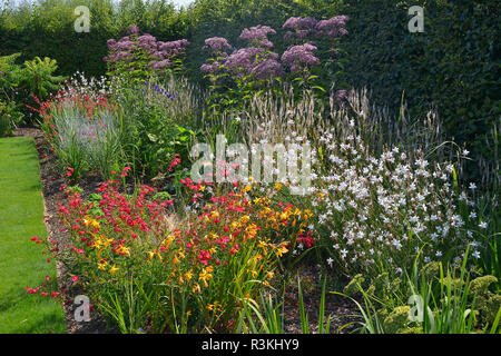 Une frontière avec un mélange coloré de fleurs, y compris la plantation d'Eupatorium maculatum Banque D'Images