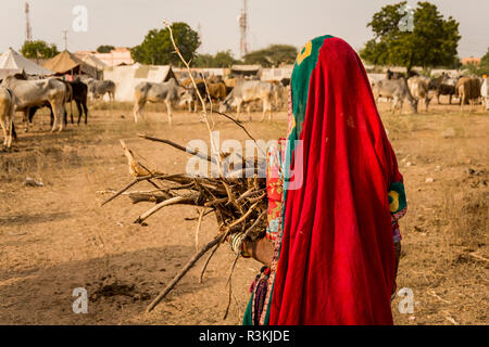 L'Inde, le Rajasthan. Nagaur, pas d'eau pas de vie, de l'expédition de bétail Nagaur Fair, femme en sari transporter le bois Banque D'Images