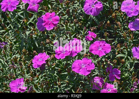 Close up d'une fleur frontière avec la floraison colouful Dianthus 'Lavender' Corona Banque D'Images