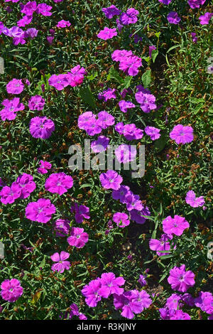 Close up d'une fleur frontière avec la floraison colouful Dianthus 'Lavender' Corona Banque D'Images