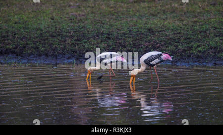 L'Inde. Mycteria leucocephala peint (Cigognes) s'alimenter à la Réserve de tigres de Bandhavgarh Banque D'Images