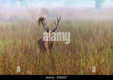 L'Inde. Marais du Sud, Barasingha (Rucervus branderi duvaucelii cerf) à la réserve de tigres de Kanha. Banque D'Images