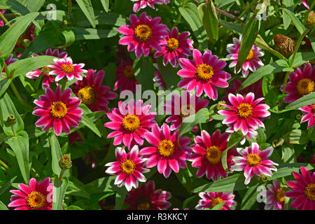 Gros plan d'une frontière avec la floraison de fleurs colouful Zinnia 'Rose' Pico loufoques Banque D'Images