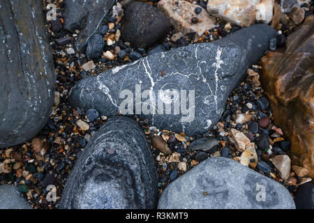 Fossiles sur la célèbre plage de la côte jurassique entre Charmouth et Lyme Regis dans West Dorset UK Banque D'Images