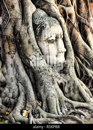 Asie du sud-est, Thailande, Ayutthaya, le chef de l'image du Bouddha de grès dans les racines de l'arbre Bodhi Banque D'Images