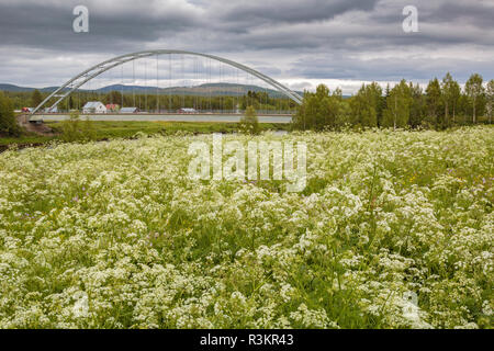 Paysage d'été avec l'achillée millefeuille à l'avant et un pont en arrière-plan, ciel nuageux, Kalix, comté de Norrbotten, Suède Banque D'Images