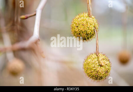 Hanovre, Allemagne. 23 Nov, 2018. Les fruits d'un arbre plan suspendre à un arbre dans le Georgengarten. Credit : Hauke-Christian Dittrich/dpa/Alamy Live News Banque D'Images