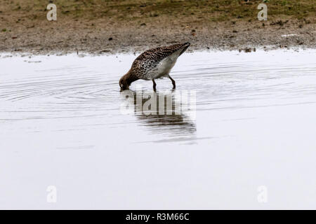 Oakham, UK. 23 novembre 2018 ; journée terne avec début de la brume et le brouillard à l'ensemble de Rutland Water. Clifford Norton Alamy Live News. Banque D'Images