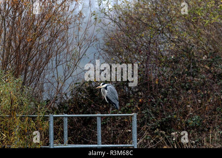 Oakham, UK. 23 novembre 2018 ; journée terne avec début de la brume et le brouillard à l'ensemble de Rutland Water. Clifford Norton Alamy Live News. Banque D'Images