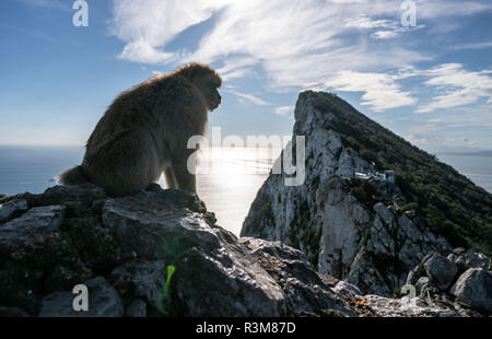 Gibraltar, Royaume-Uni. 24 Nov, 2018. Un singe de Barbarie se trouve sur les rochers de Gibraltar avec une vue vers l'Afrique (à l'horizon). Crédit : Frank Rumpenhorst/dpa/Alamy Live News Banque D'Images