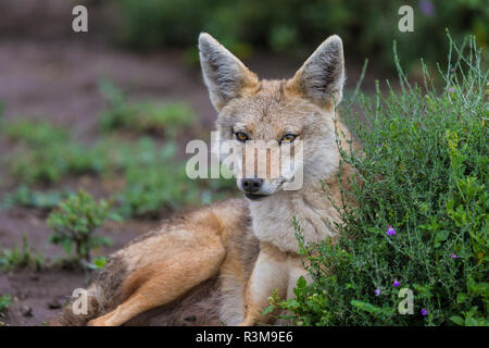 L'Afrique. La Tanzanie. Le chacal doré (Canis aureus), le Parc National du Serengeti. Banque D'Images