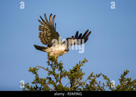 L'Afrique. La Tanzanie. Bergeronnette (Motacilla pectoralis) dans le Parc National du Serengeti. Banque D'Images