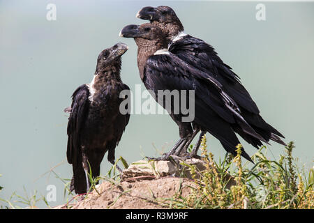 L'Afrique. La Tanzanie. Corbeau à cou blanc (Corvus albicollis) au Ngorongoro Crater. Banque D'Images