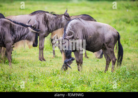 L'Afrique. La Tanzanie. Au cours de l'accouchement de gnous grande migration annuelle, le Parc National du Serengeti. Banque D'Images