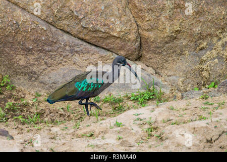 L'Afrique. La Tanzanie. (Bostrychia hagedash Ibis hagedash) dans le Parc National du Serengeti. Banque D'Images